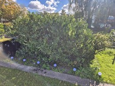 Kirschlorbeer 5m Breit, 2,20