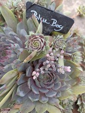 2x Kindel Sempervivum * Blue