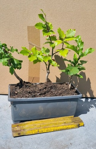 Bonsai kasten - bonsai,