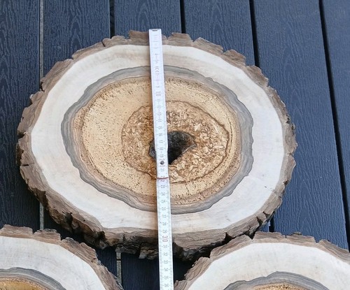 Hohle nussbaum baumscheibe - hohle,