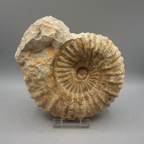 Ammonit fossilie schnecke - fossilie,