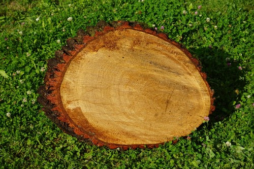Baumscheibe holzscheibe - baumscheibe,