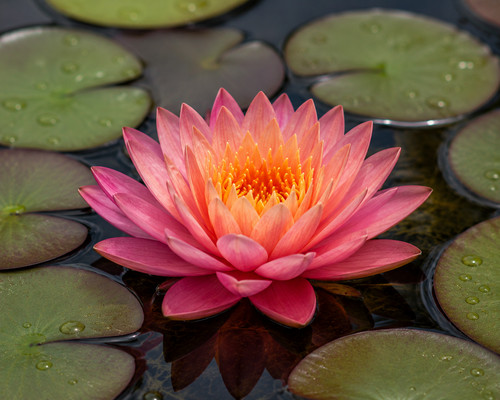 Seerose perry orange sunset - perry's,