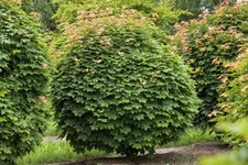 Acer platanoides 'Globosum'