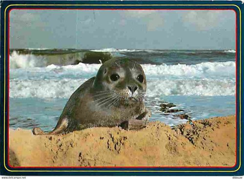 Postcard animals seals - postcard,
