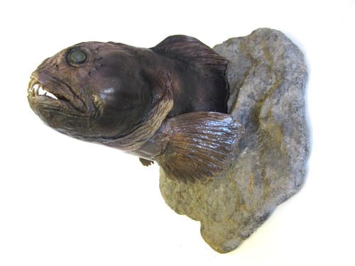 Loup mer - mer, )