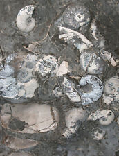 Dogger Große Schaustufe mit