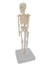 Mini micro skelett anatomie - mini,