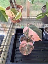 RARE Philodendron Micans