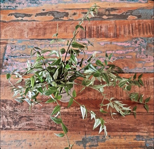 Hoya bella ableger - hoya, 7