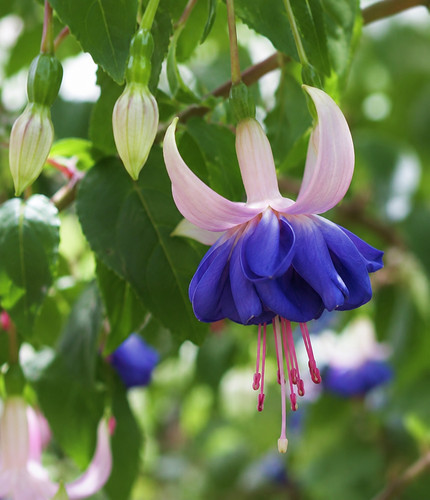 Sale2346 fuchsia blue angel - fuchsia,