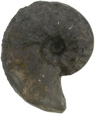 Trias  Ceratides nodosus
