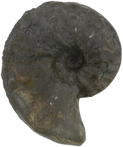 Trias ceratides nodosus - trias,