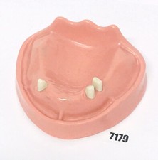 KaVo Zahnmodell EWL Studienmodell UK Unterkiefer voll bezahnt  GEPRÜFT