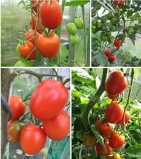 alte Sorte sehr tolerant _Tomate aus der Versuchstation Weihenstephan_    