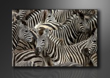 Bilder Leinwand  - Zebra