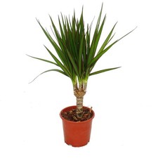 Exotenherz - Drachenbaum - Dracaena marginata - 1 Pflanze