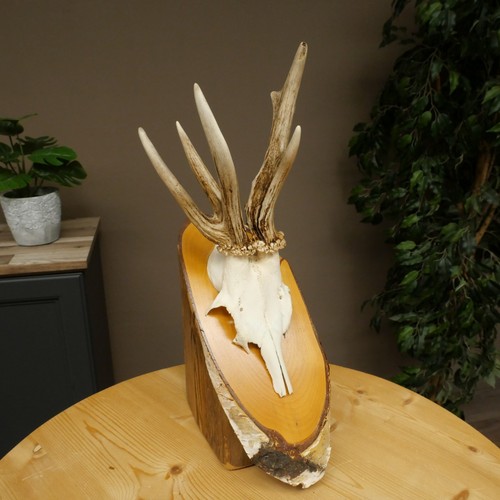 Rehbock abnormes reh bock - rehbock,