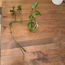 Wunderschöne efeutute ableger - wunderschöne,