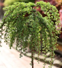 Hochstamm Japanische Lärche