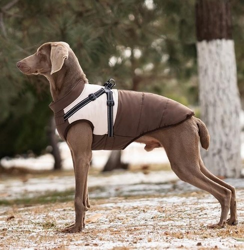 Hundemantel winter wasserdicht - winter,