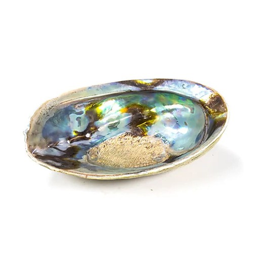 Regenbogen abalone - regenbogen,