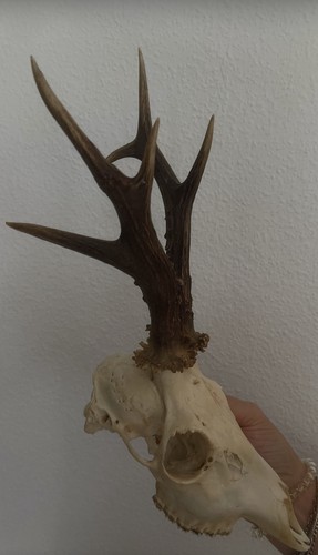 Rehbock rehgeweih geweih - rehbock,