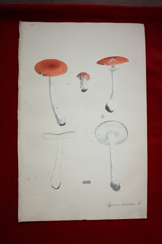 Pilze tafeln handkol - 3,