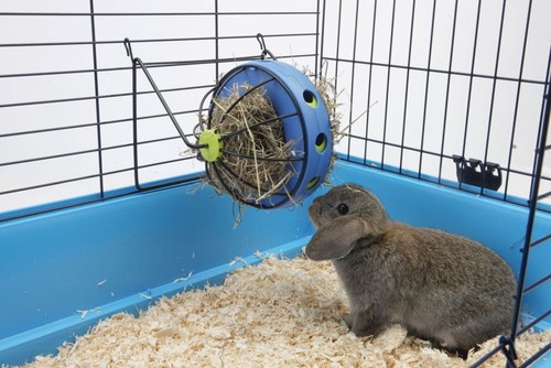 Nobby bunny toy für - für, nager