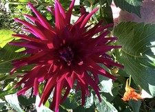 Dahlien Knollen Blumenzwiebeln