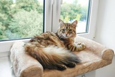 Katzen fenster liegebett - fenster,