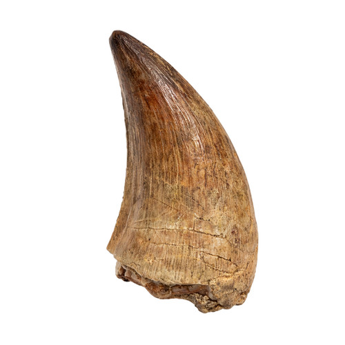 Mosasaurus zahn natur - zahn, │natur