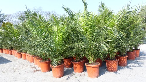Stück palme xxl 160 cm - xxl,