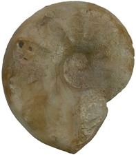 Trias  Ceratites spinosus