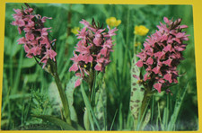 Ansichtskarte. Breitblätriges Knabenkraut. Nicht beschriftet. (10.607)