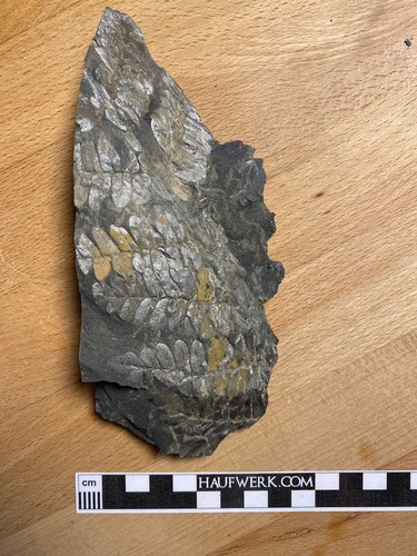 Karbon pflanzen fossilien - karbon,