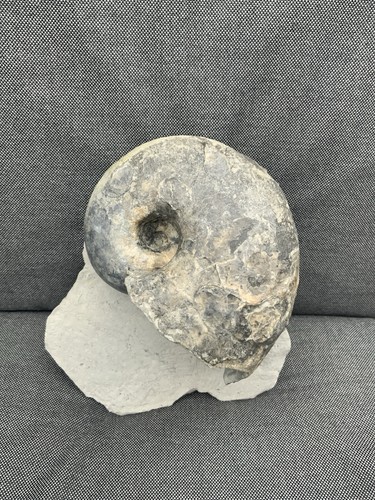 Seltener jura nautilus - jura,
