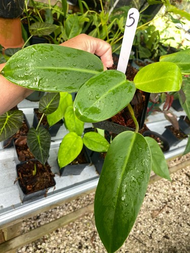 Philodendron green emerald - green,