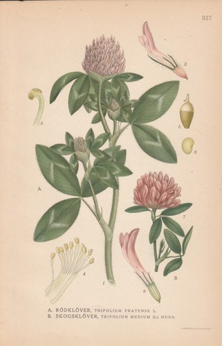 Wiesenklee trifolium - wiesenklee, (trifolium