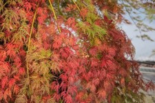 Acer palmatum 'Emerald Lace' /