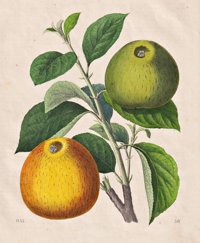 Renette apfel reinette apple - reinette,
