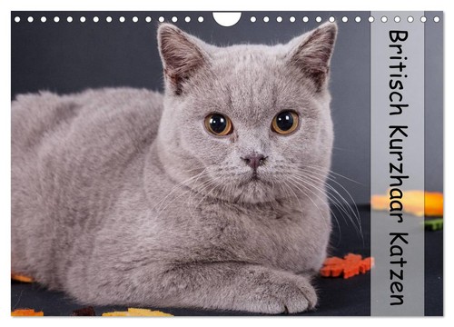 Britisch kurzhaar katzen - britisch,