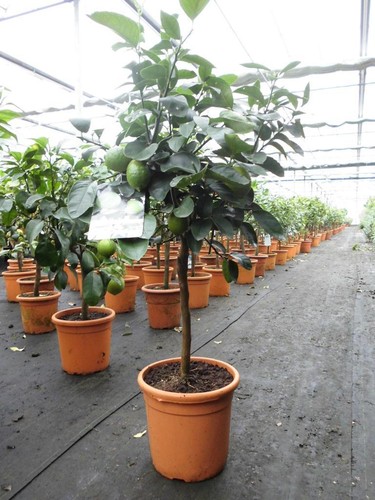 Zitronenbaum citrus lima verde - zitronenbaum,