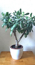 Bonsai Pfennigbaum Geldbaum
