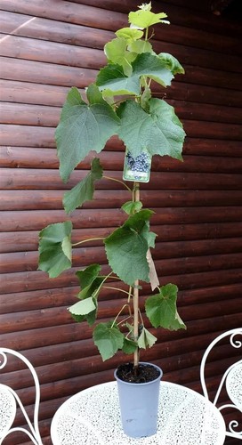 Weinrebe rebstock tafeltraube - weinrebe,