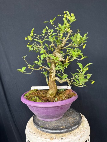Pfaffenhütchen bonsai - pfaffenhütchen,