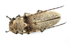Cerambycidae, Apriona aphetor