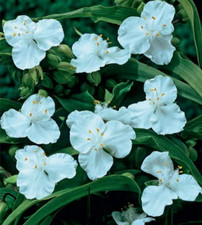 Dreimasterblume tradescantia - 1,