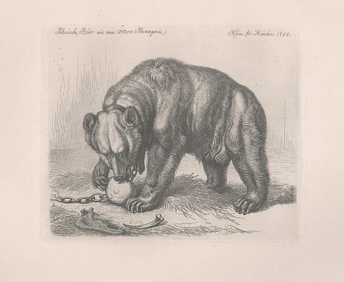 Polnischer bär bear johann - polnischer,