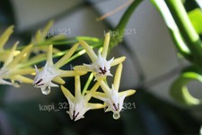 Hoya multiflora philipines